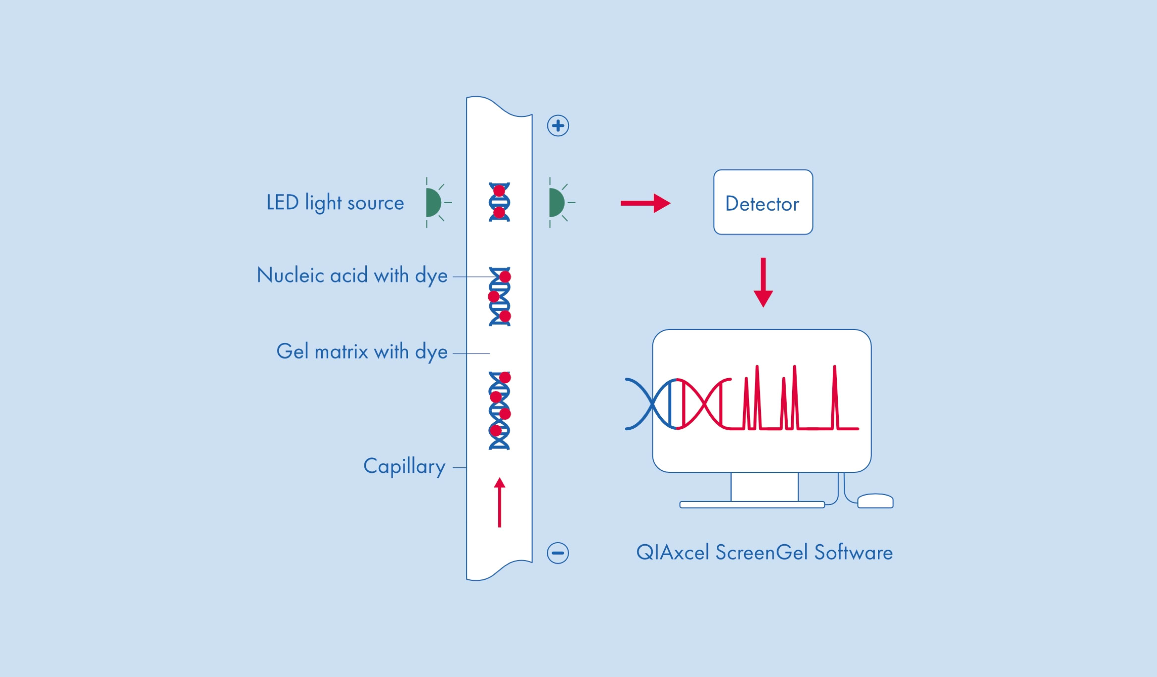 Diagramm eines genetischen Analyseprozesses mit UV-Lichtquelle, Kapillare, Detektor und Computerbildschirm, der DNA-Sequenzen zeigt.